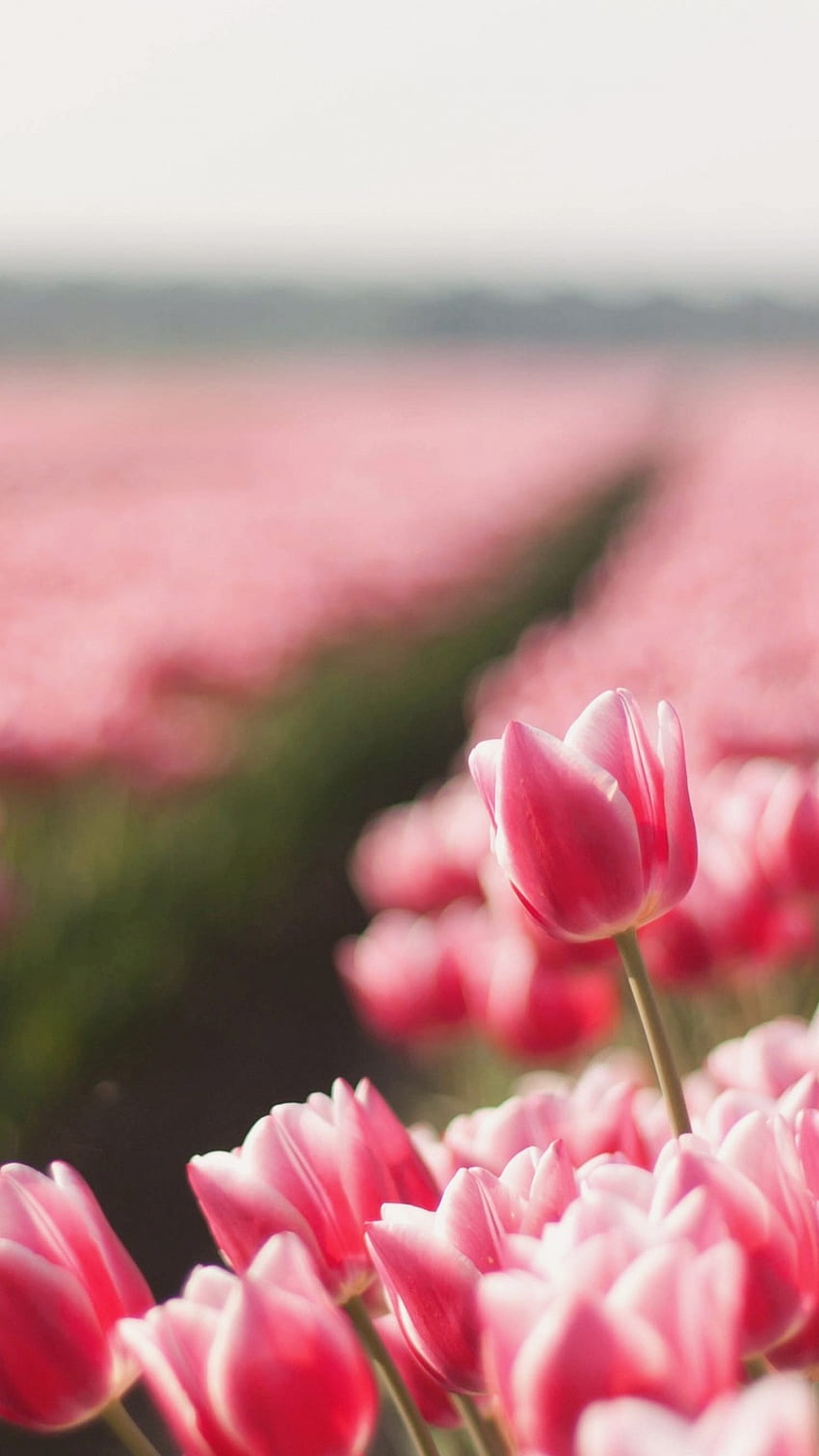 May Background, Pink Flowers Garden HD phone wallpaper | Pxfuel