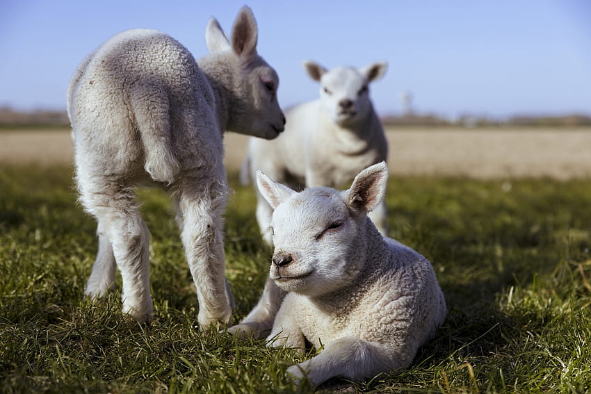 Lambs, miei, oi, animal, white, sheep, easter, spring, lamb, miel HD wallpaper