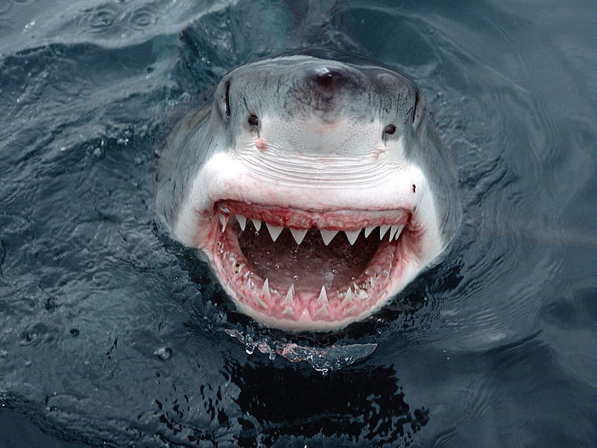 животни, акули, голяма бяла акула, атака на акула HD тапет
