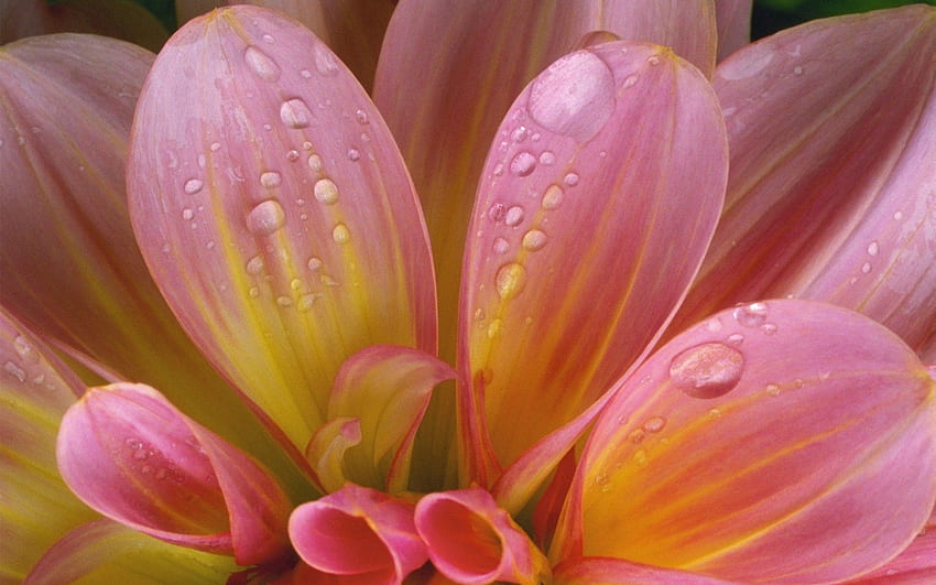 สีชมพู หยด ดอกไม้ มาโคร เปียก อ่อนโยน ชื้น วอลล์เปเปอร์ HD