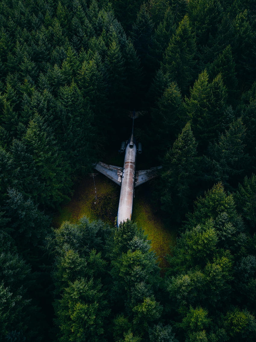 Trees, Fir-Trees, View From Above, , , Forest, Plane, Airplane HD phone wallpaper