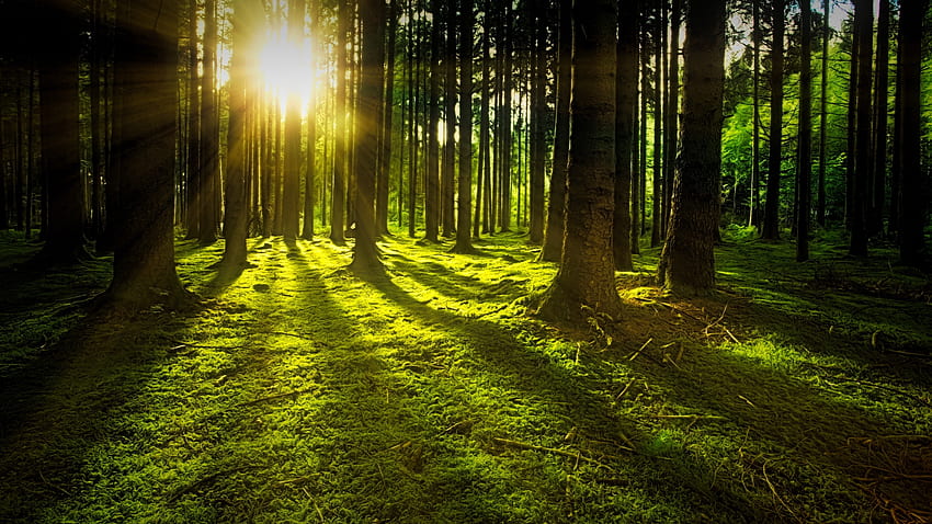 Landschaft, Sonnenstrahlen, Baum, Wald, Natur HD-Hintergrundbild