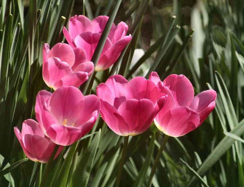 tulipanes rosas, flores, tulipanes fondo de pantalla