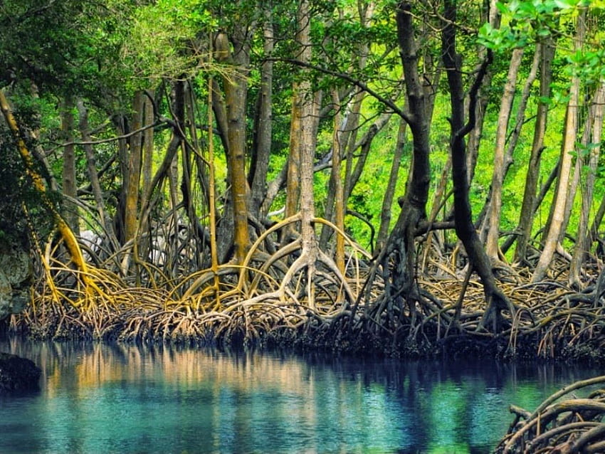 Hutan Mangrove Sri Lanka - - Wallpaper HD