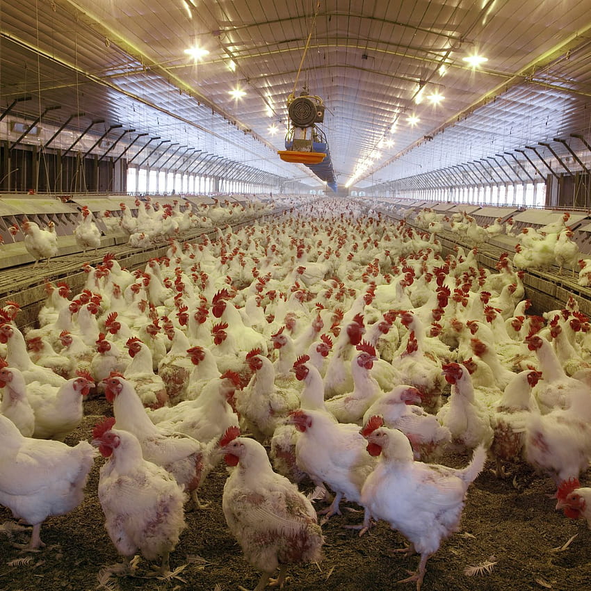 Como 3,4 milhões de galinhas morreram afogadas no furacão Florence, Poultry Papel de parede de celular HD