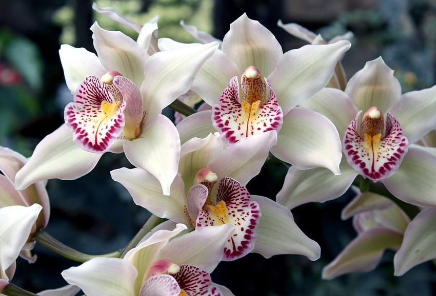 Kwiaty, Cętkowane, Orchidee, Egzotyczne, Egzotyki Tapeta HD