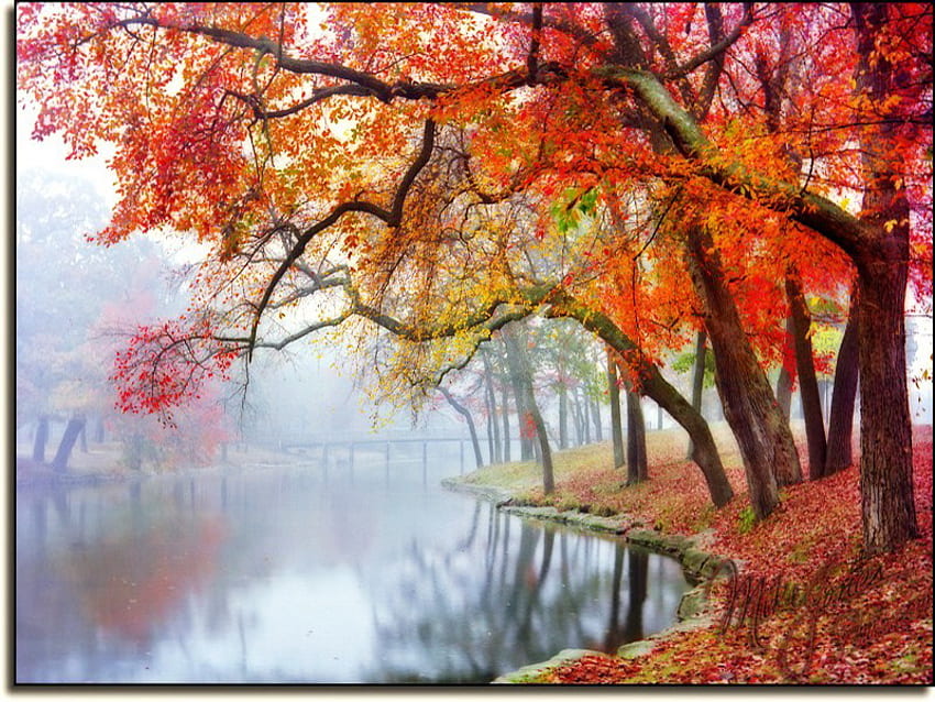 가장자리의 가을, 강, 금, 오렌지, 나무, 안개, 잎, 빨강, 가지, 물 HD 월페이퍼