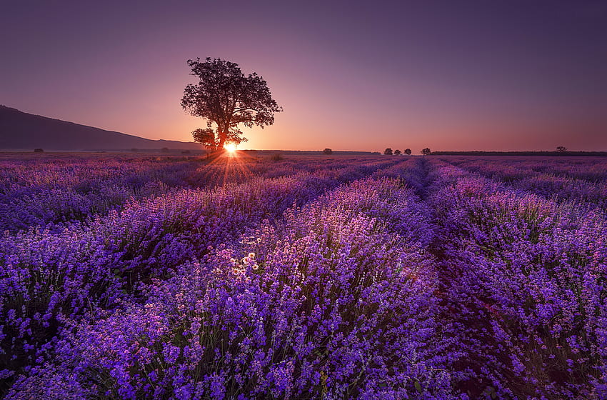 Lavender field at sunrise, rays, morning, glow, beautiful, lonely, tree, sunrise, summer, field, lavender, flowers HD wallpaper