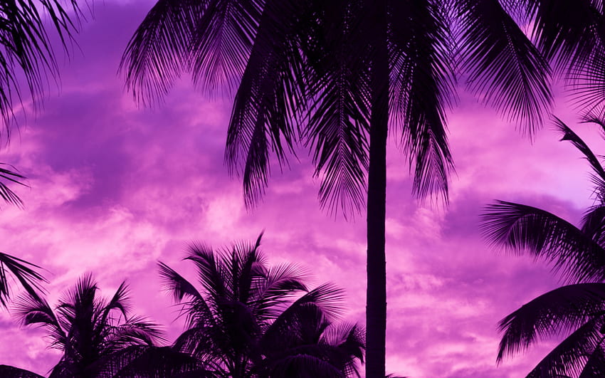 Purple Sky, Palm Trees, Dark HD wallpaper