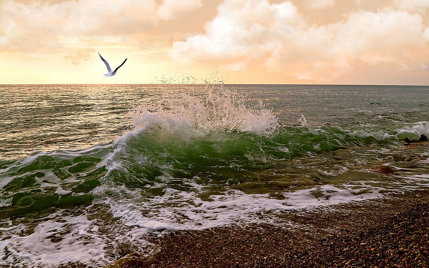 Nature, Sky, Sea, Waves, Gull, Seagull, Surf HD wallpaper