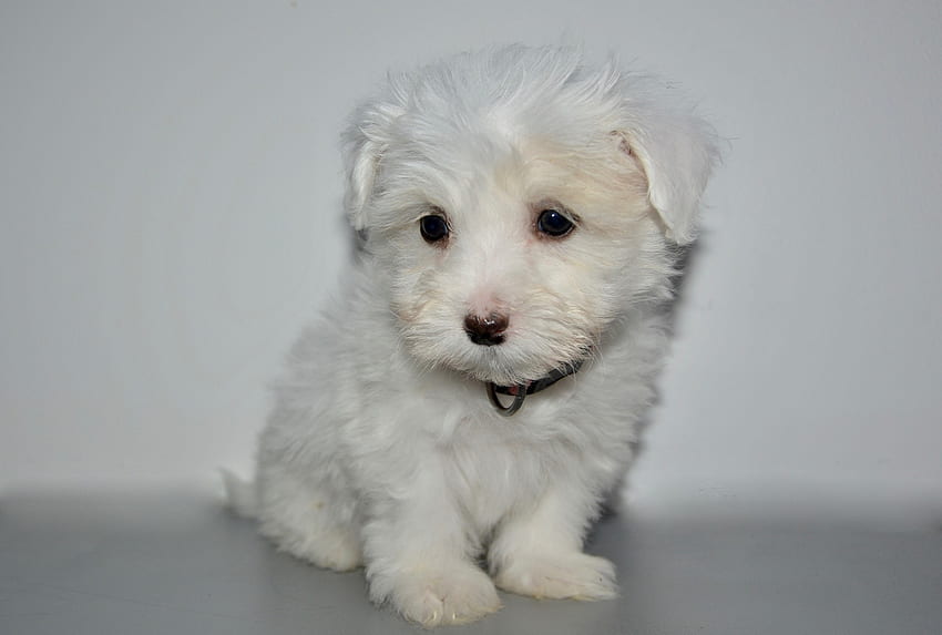 Cute Puppy, dog, animal, puppy, white, cute HD wallpaper