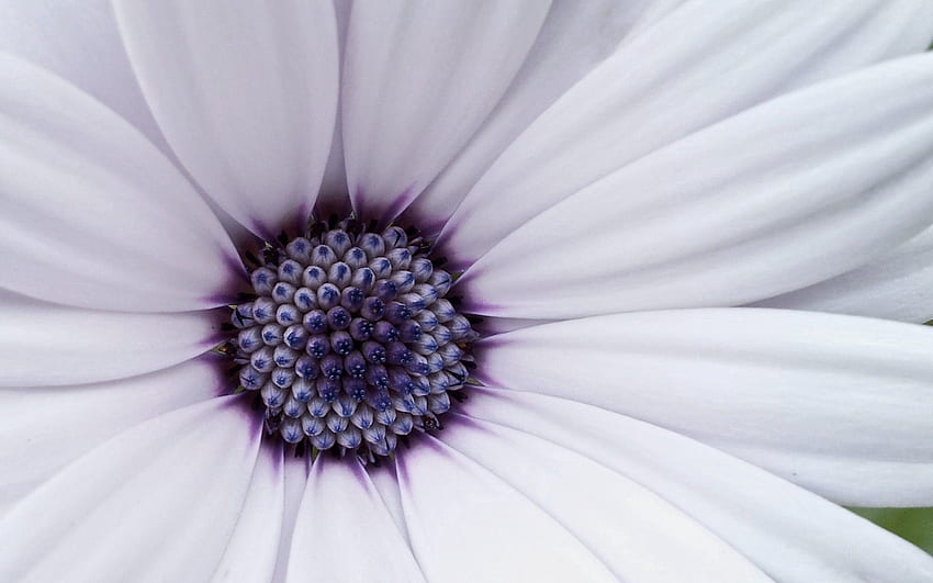 Flieder, Blume, Makro, hell, Blütenblätter HD-Hintergrundbild