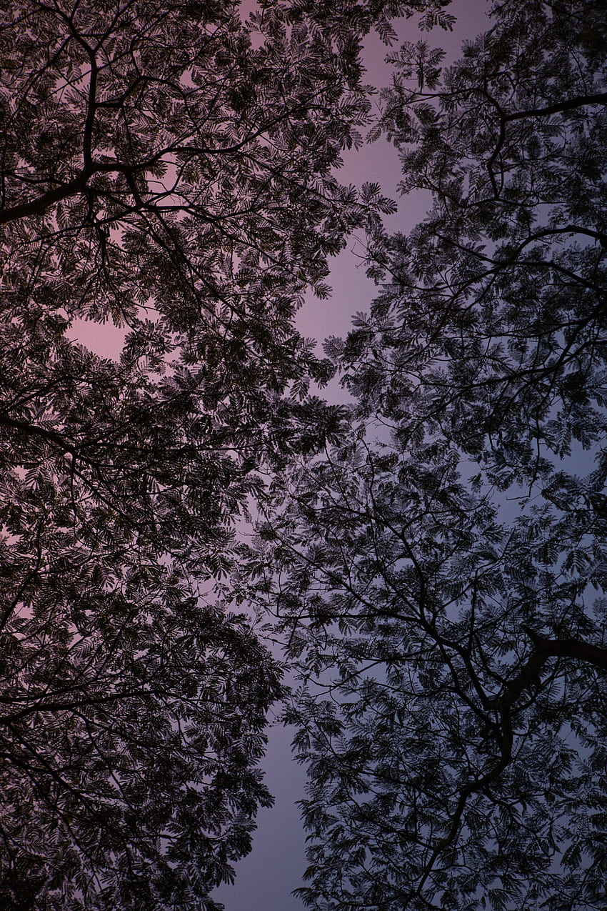 하늘, 보라색, 어두운, 가지, 자주색 HD 전화 배경 화면