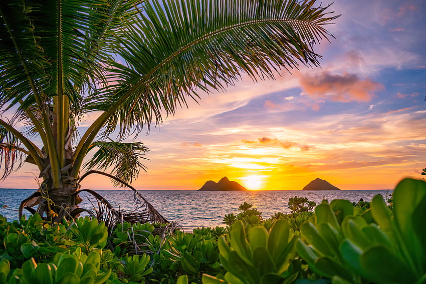 Tropical sunrise, sea, palms, tropical, paradise, beautiful, beach, sunrise, summer, sky, water, ocean, sunset HD wallpaper