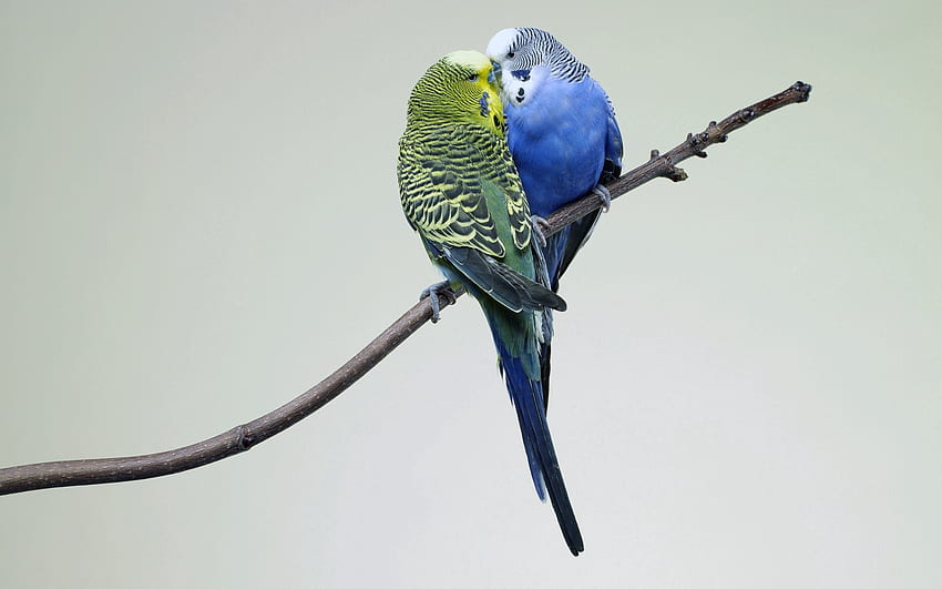 Animali, uccelli, pappagalli, coppia, coppia, ramo, pappagallino ondulato, pappagallo ondulato Sfondo HD