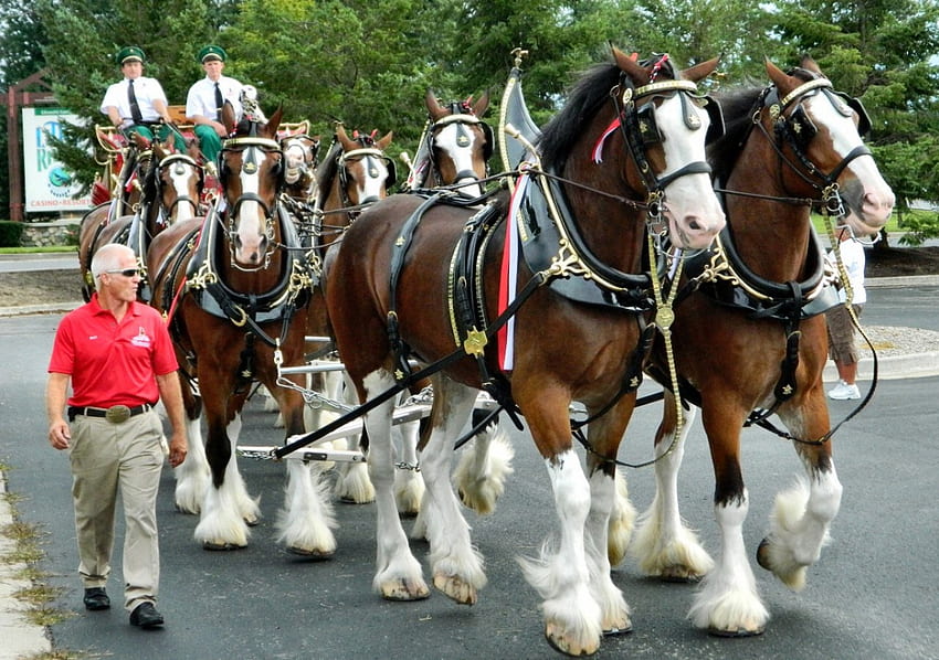 Budwiser 8 Horse Hitch F1C, animal, Clydesdale, horse, graphy, Budwiser, hitch, team, wide screen, equine HD wallpaper