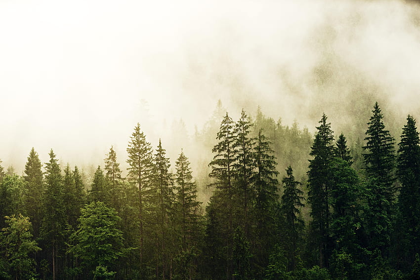 Nature, Trees, Forest, Fog, Spruce, Fir HD wallpaper