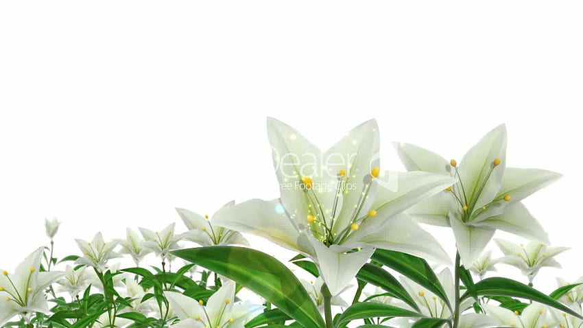 Easter Lilies, Easter Lily HD wallpaper