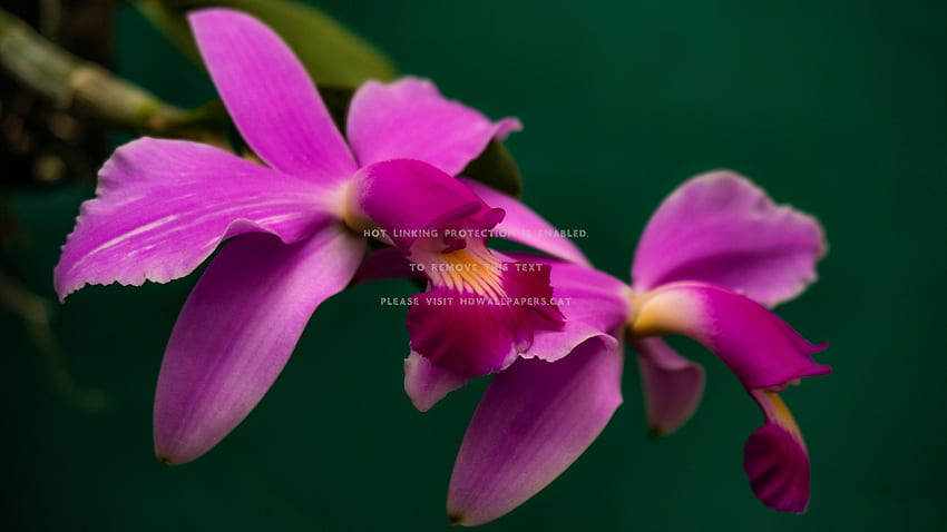 cattleya violacea orchids graphy love HD wallpaper