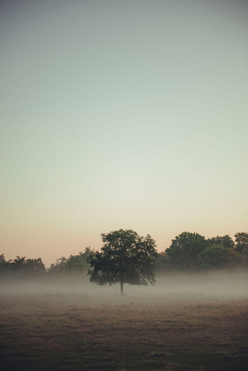 Nature, Trees, Fog, Field HD phone wallpaper