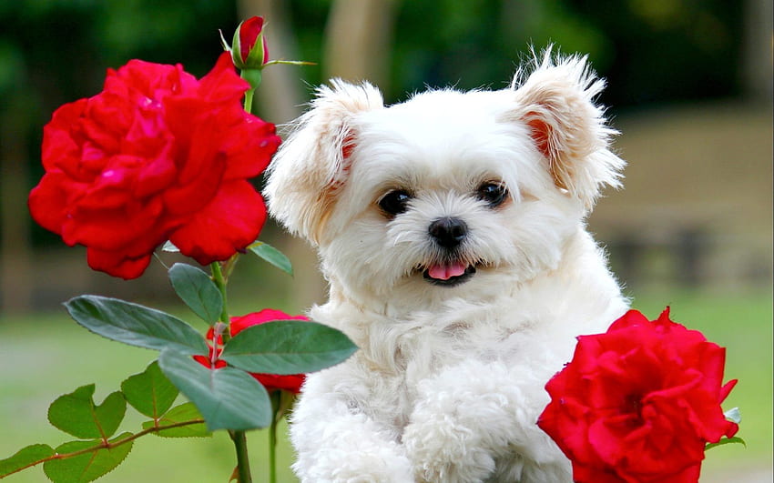 Kırmızı gül çiçekli sevimli beyaz köpek yavrusu. kayalar. Sevimli tüylü köpek yavruları, Sevimli beyaz köpek yavruları, Köpek arka planı, Sevimli Köpekler HD duvar kağıdı