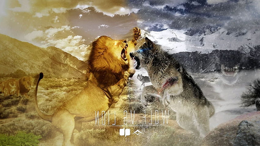 Wolf Vs Lion Wolf .pro, Wolf and Lion HD wallpaper
