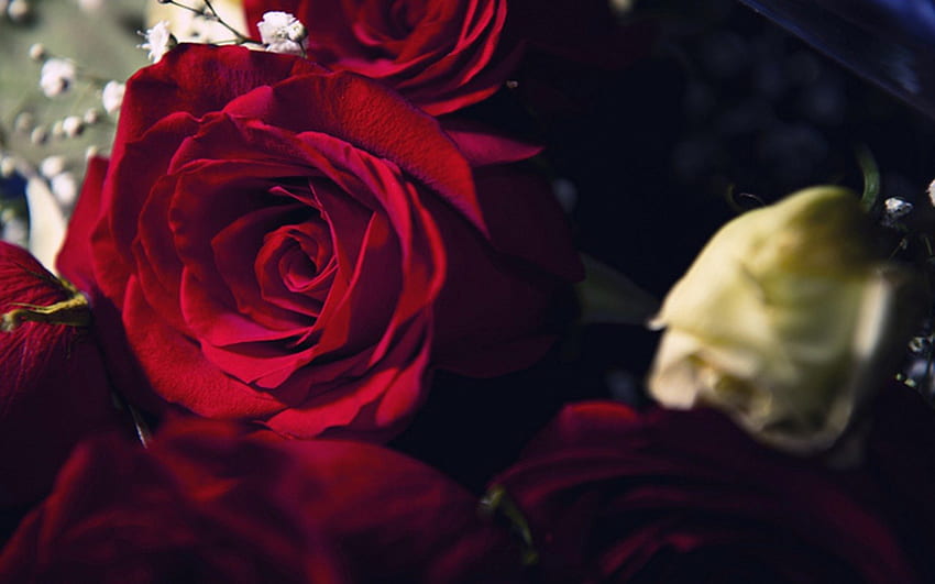 Kecantikan, mawar, sihir, keagungan, merah, gairah, mawar merah, indah Wallpaper HD