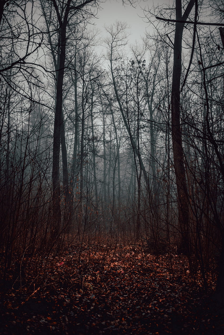 Nature, Trees, Autumn, Forest, Fog HD phone wallpaper
