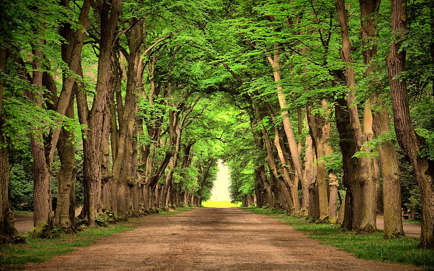 Route des arbres verts beau paysage nature route des arbres verts beau paysage nature. Fond d'écran HD
