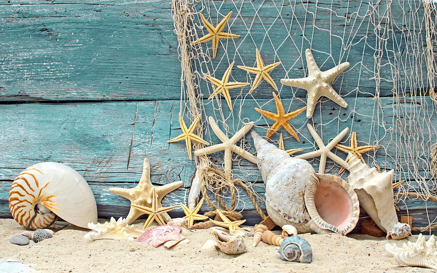 Vintage Sea Shells, Seashell HD wallpaper