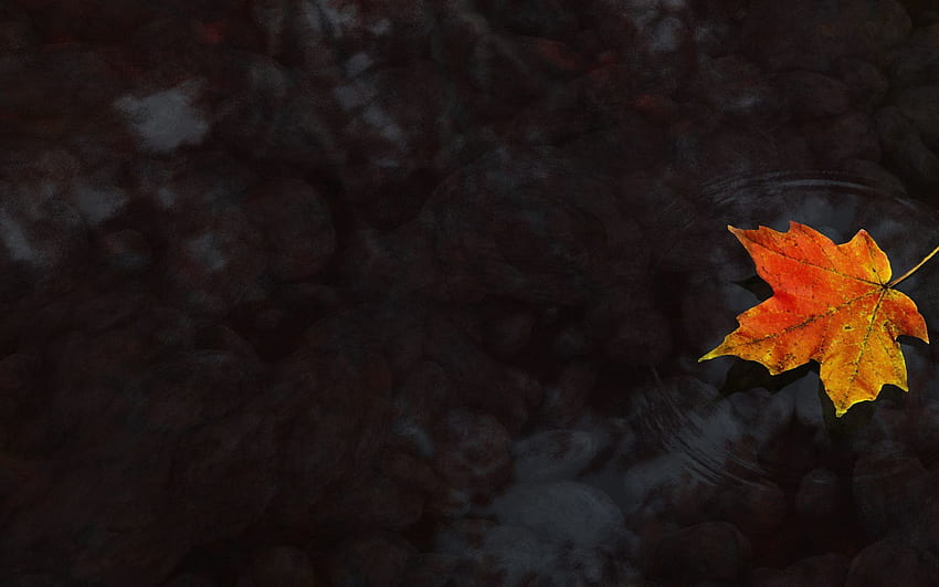 Water, Autumn, , , Maple, Maple Leaf HD wallpaper