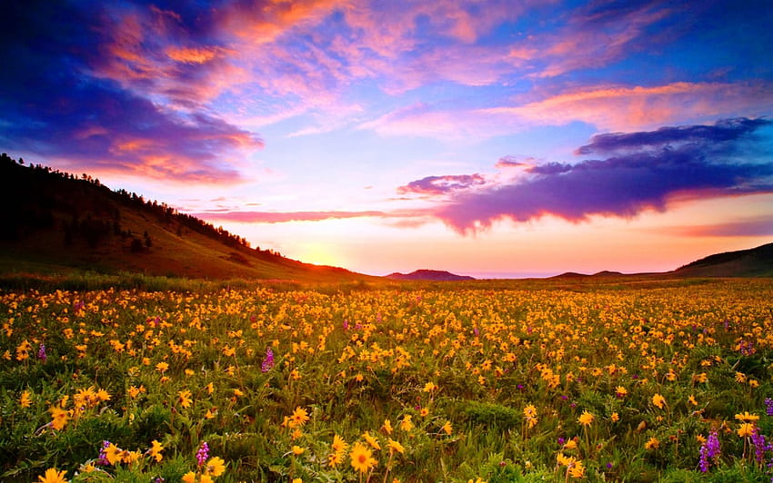 Залез в националната гора Бигхорн, ливади, Уайоминг, красива, пролет, диви цветя, лилаво, зелено, жълто, облаци, небе, планини, залез HD тапет