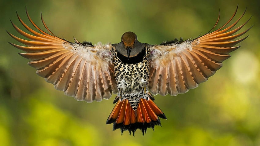 Pendaratan Burung, binatang, sayap, ekor, bulu, burung, pendaratan Wallpaper HD