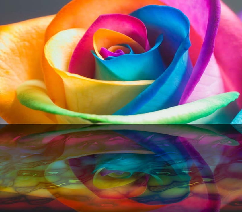 Rainbow Rose , sweet, dom, friendships, colours, rainbows, rose, life ...