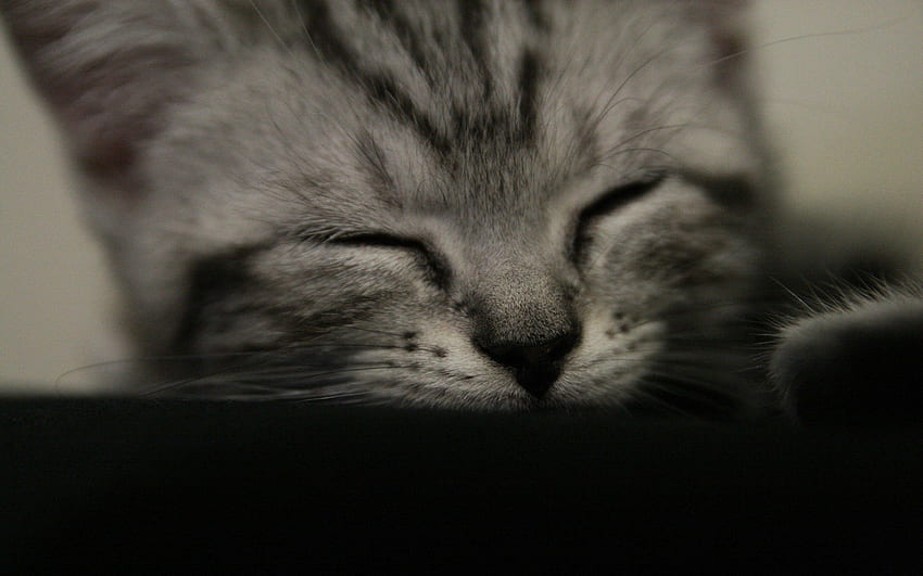 Animals, Kitty, Kitten, Muzzle, Striped, Bw, Chb, Sleep, Dream HD wallpaper