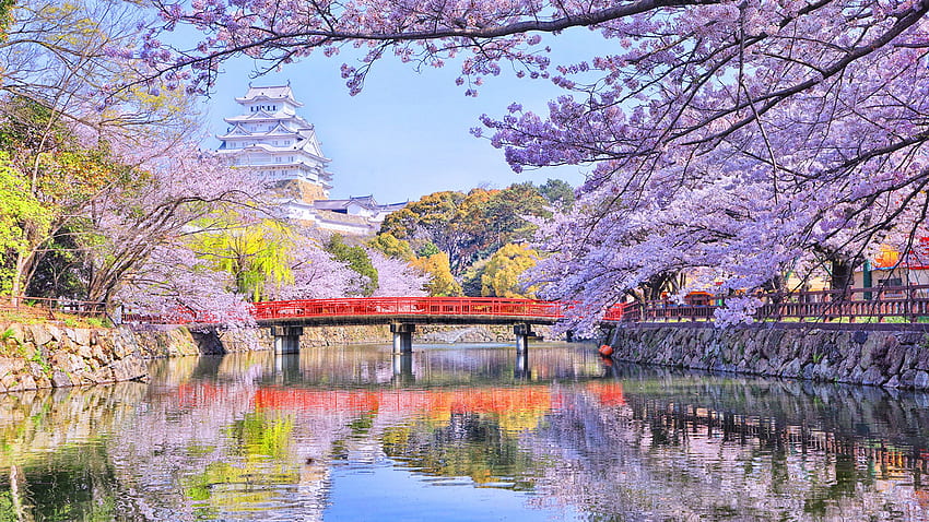 도쿄 일본 자연 봄 다리 강 개화, 2560x1440 일본 HD 월페이퍼