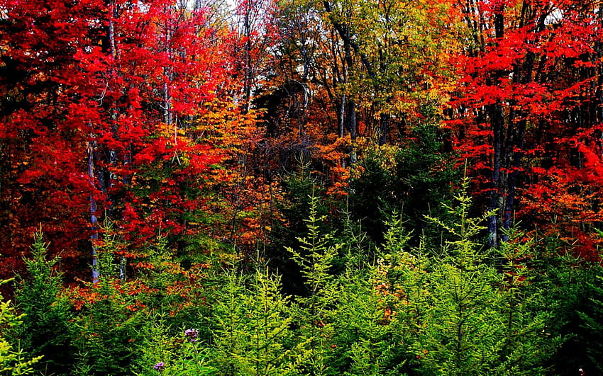ЕСЕННА ЛИСТА, есен, цветове, сезон, гора HD тапет