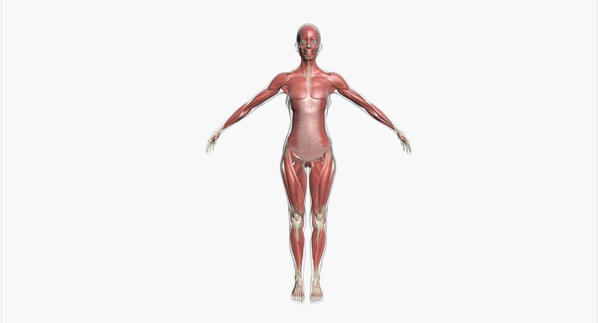 3D модел на женска мускулна анатомия HD тапет