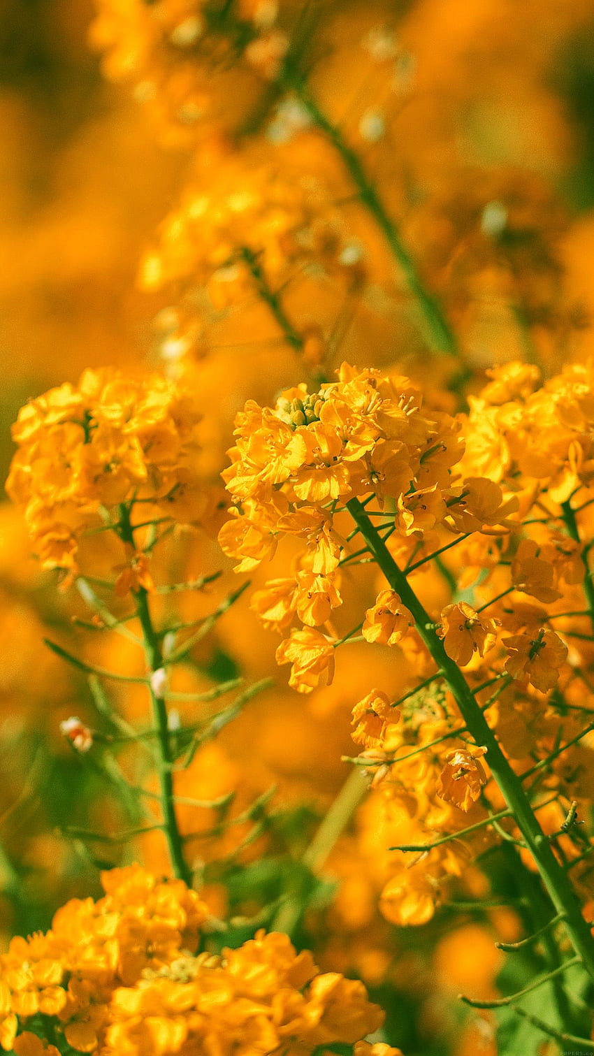 Orange Flower Spring Fun Nature Android - Gelbe Blume HD-Handy-Hintergrundbild