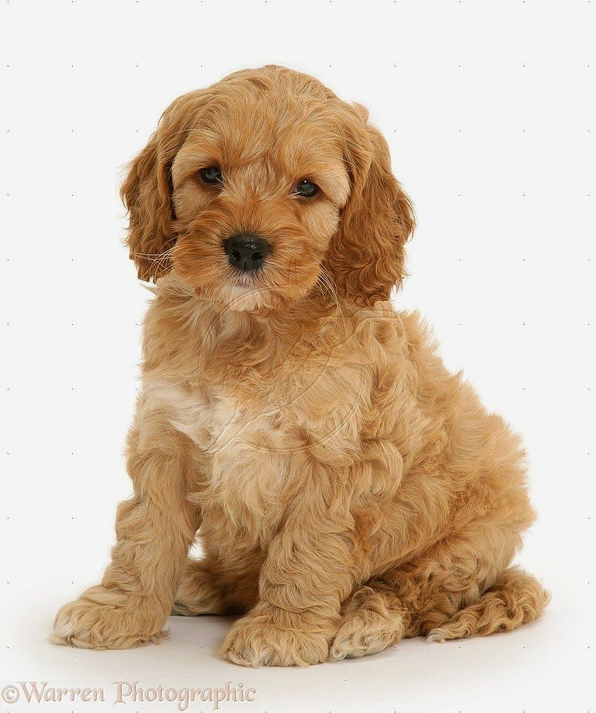 Dog : Cute Cockapoo Puppies - Of HD phone wallpaper