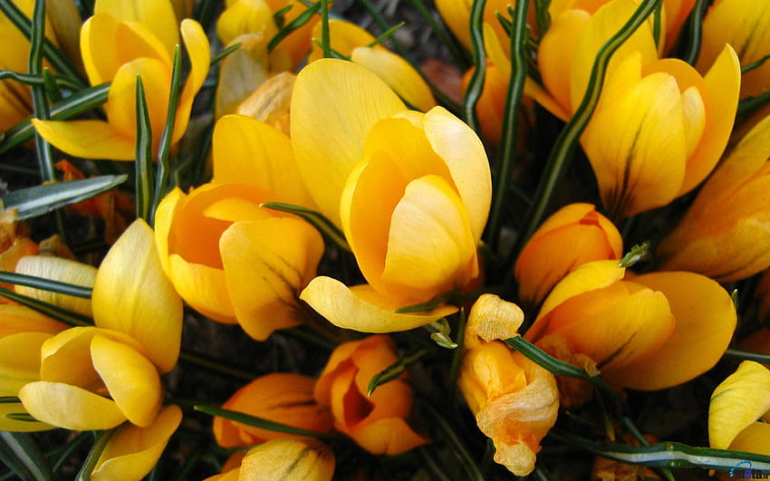 saffron, yellow crocuses, green, beautiful, nature, flowers HD wallpaper