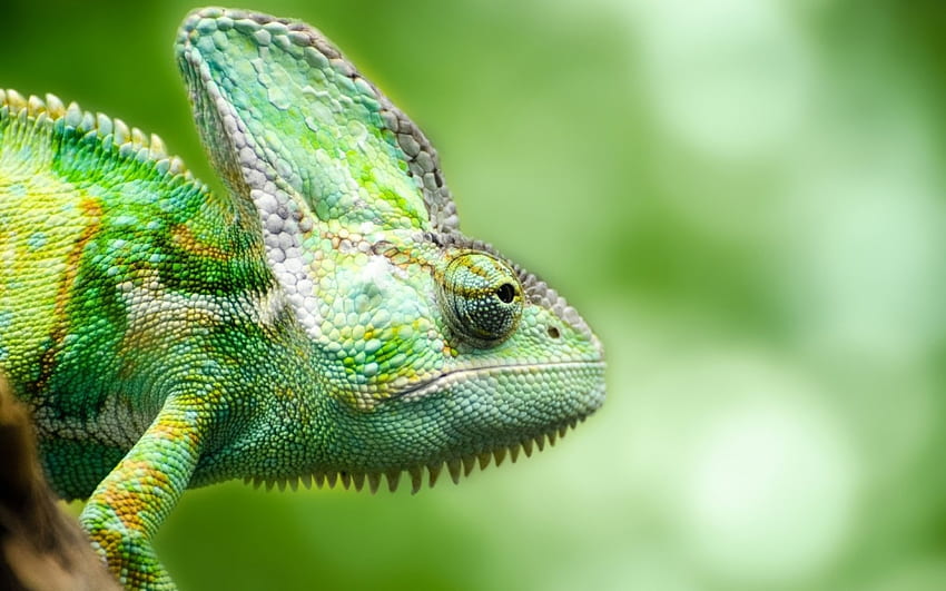 Chamäleon, Tiere, grün, Reptilien, schön HD-Hintergrundbild