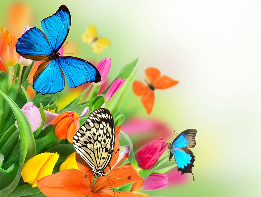 Flowers & Butterflies, butterflies, colorful, flowers, tulips, spring HD wallpaper
