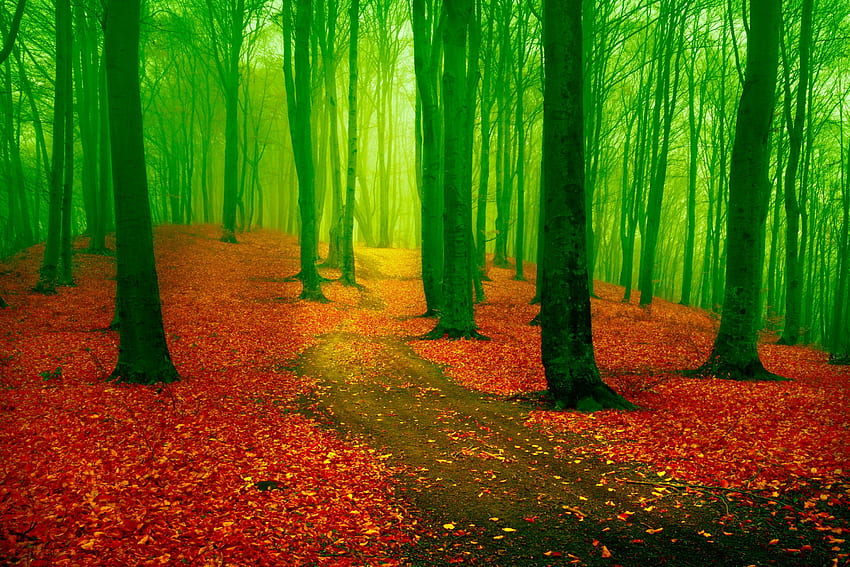 AUTUMN FOREST, mist, leaves, path, trees, autumn, nature HD wallpaper