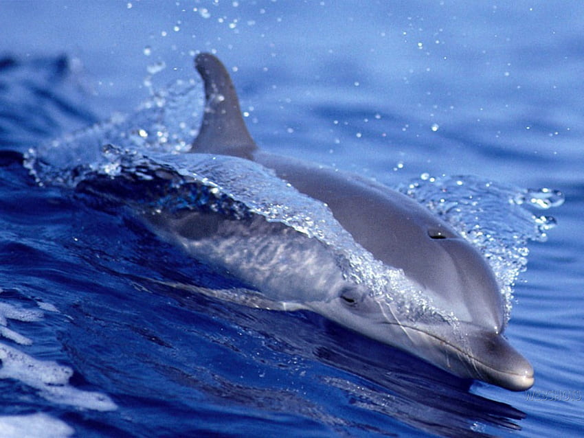Delfino pattinante, fantastico, sfiatatoio, pattinaggio, delfini, carino, acqua Sfondo HD