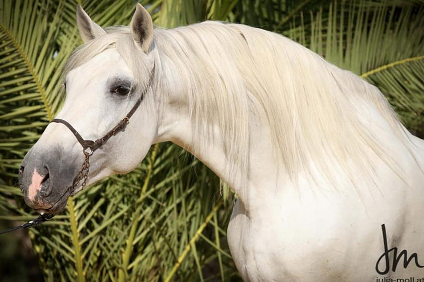 Изтънчена красота, испански, андалуски, коне, бяло HD тапет