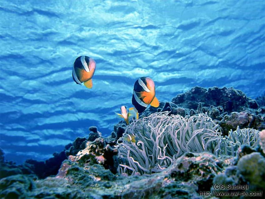 ตระกูลปลาการ์ตูน ฟ้าขาว แนวปะการัง ปลาส้ม มหาสมุทร วอลล์เปเปอร์ HD