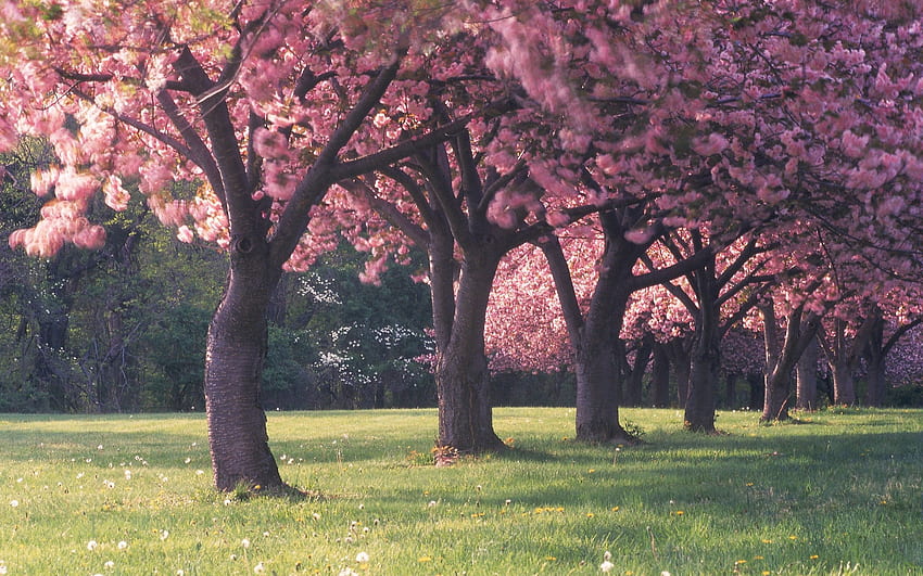 Cherry Blossom Tree 14 - [], Chinese Cherry Blossom HD wallpaper | Pxfuel