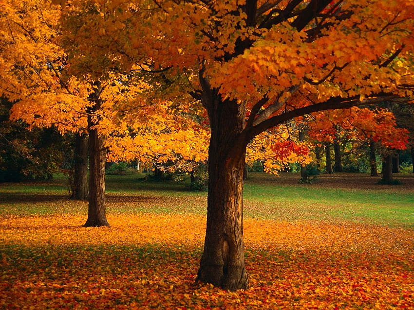 Landscape, Trees, Autumn HD wallpaper | Pxfuel