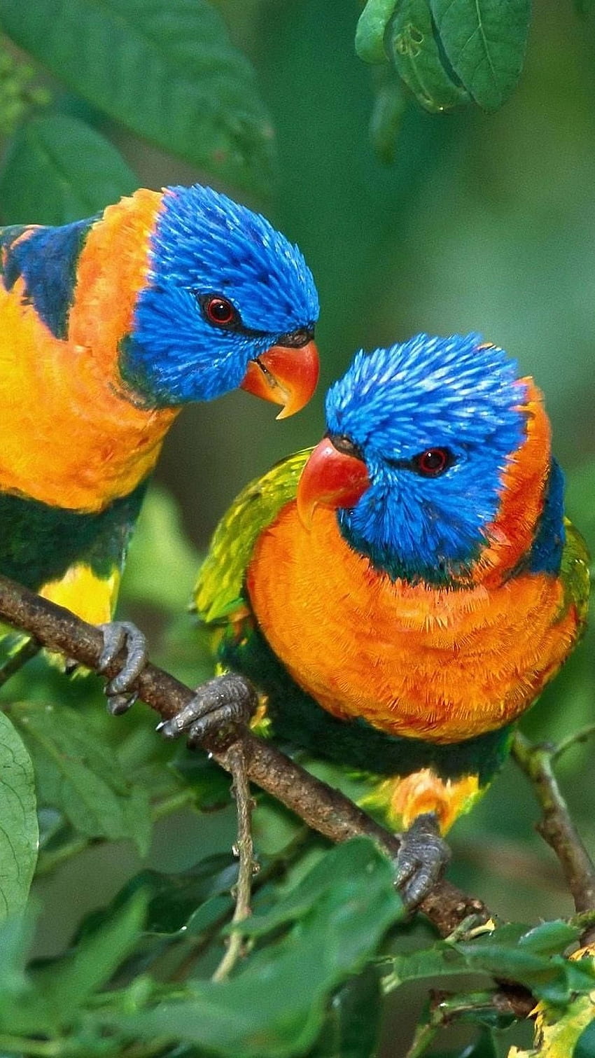 Love Birds, Love HD phone wallpaper